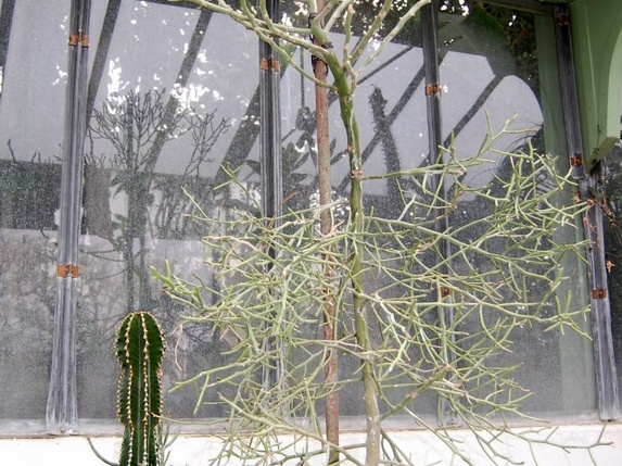 Euphorbia antisyphilitica