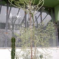 Euphorbia antisyphilitica