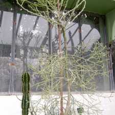 Euphorbia antisyphilitica