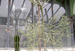Euphorbia antisyphilitica