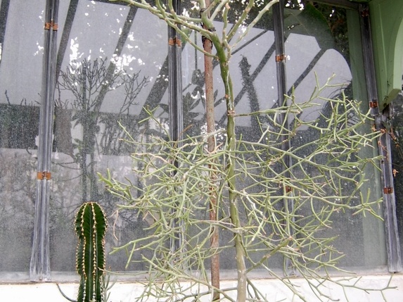 Euphorbia antisyphilitica