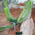 Euphorbia cactus