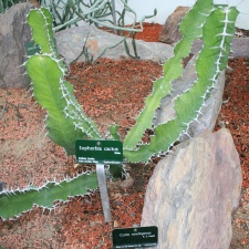 Euphorbia cactus