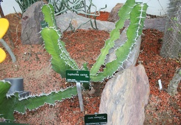 Euphorbia cactus