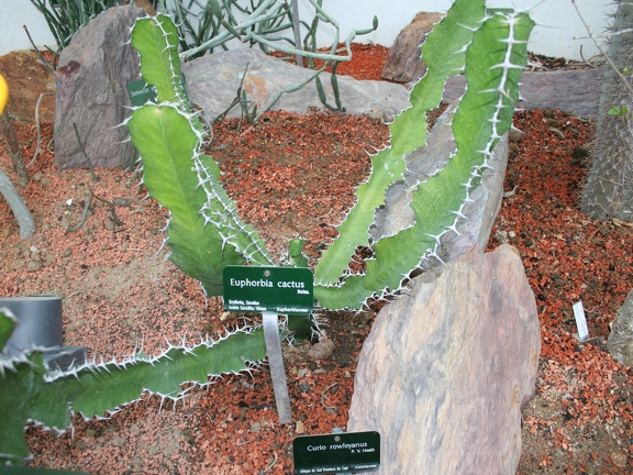 Euphorbia cactus