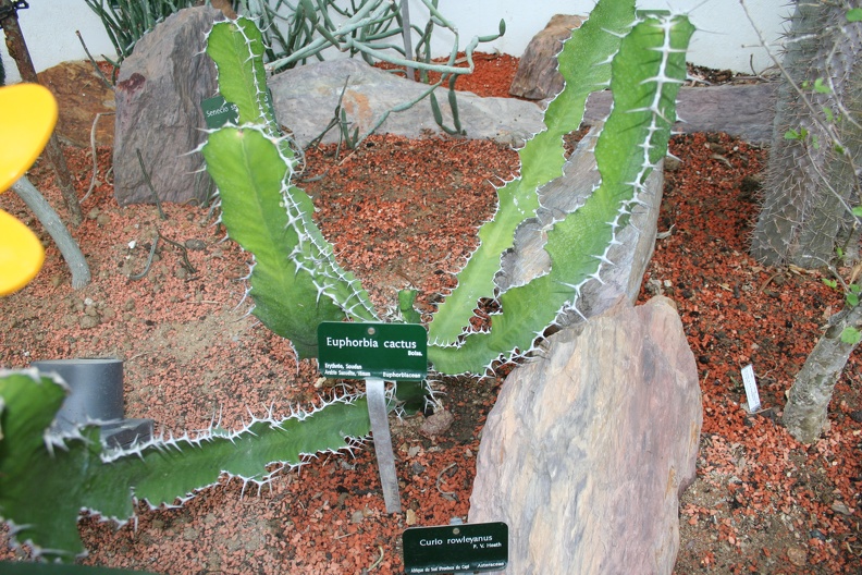 Euphorbia_cactus.JPG