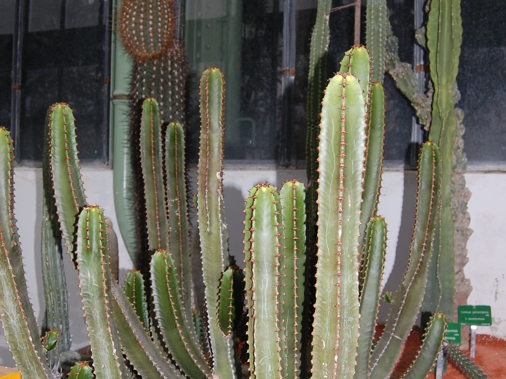 Euphorbia canariensis