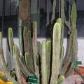 Euphorbia canariensis