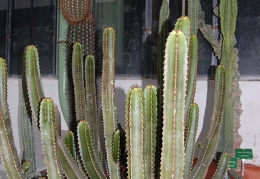 Euphorbia canariensis
