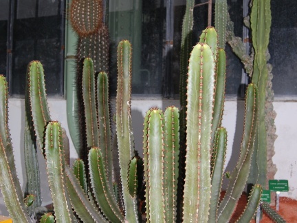 Euphorbia canariensis