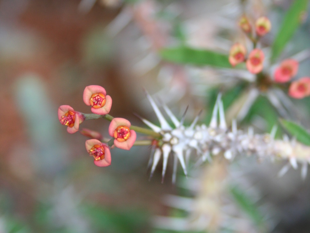 Euphorbia delphinensis