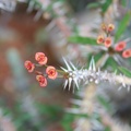 Euphorbia delphinensis