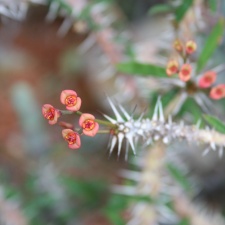 Euphorbia delphinensis