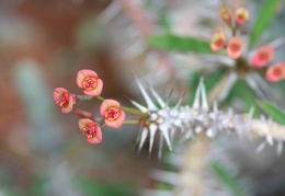 Euphorbia delphinensis