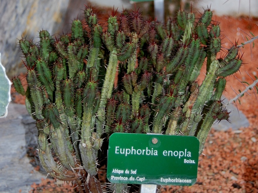 Euphorbia enopla