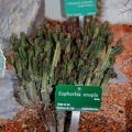 Euphorbia enopla