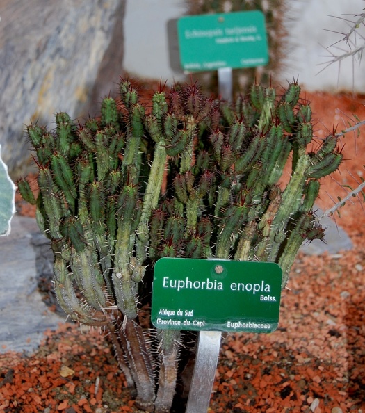 Euphorbia_enopla.jpg