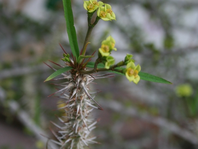 Euphorbia genoudiana