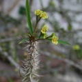 Euphorbia genoudiana