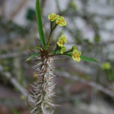 Euphorbia genoudiana