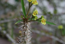 Euphorbia genoudiana