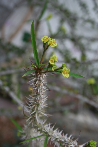 Euphorbia_genoudiana.JPG