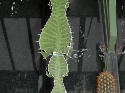 Euphorbia grandialata