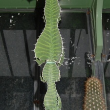 Euphorbia grandialata