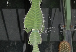 Euphorbia grandialata