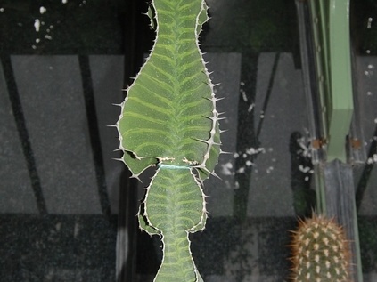 Euphorbia grandialata