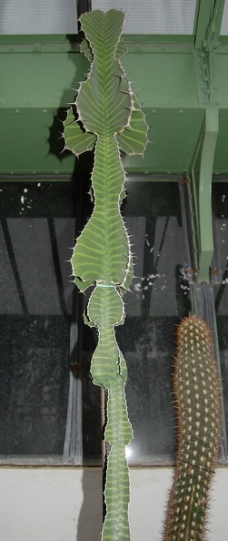 Euphorbia_grandialata.jpg