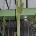 Euphorbia ingens