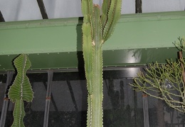 Euphorbia ingens