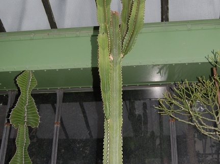 Euphorbia ingens