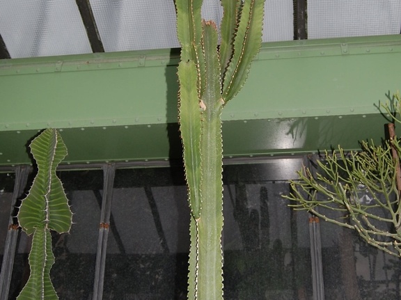Euphorbia ingens