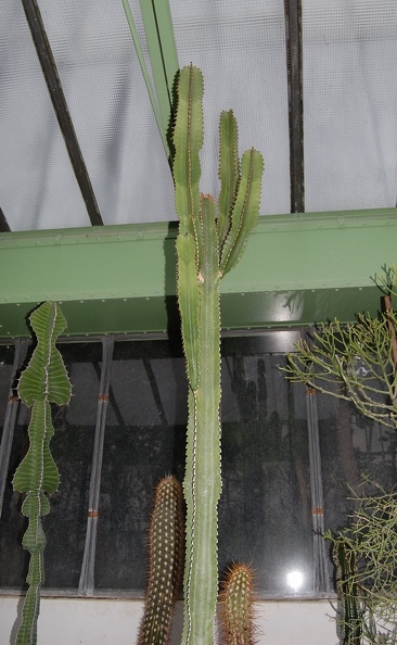 Euphorbia_ingens.jpg