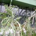 Euphorbia ramipressa