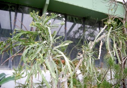 Euphorbia ramipressa