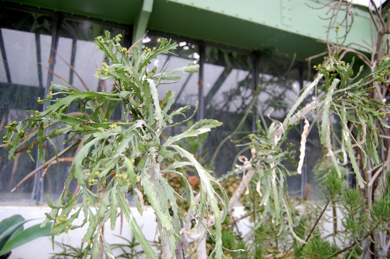 Euphorbia_ramipressa.jpg