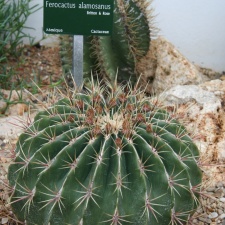 Ferocactus alamosanus