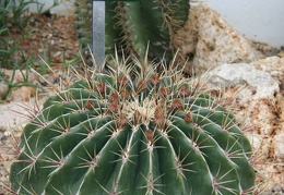 Ferocactus alamosanus
