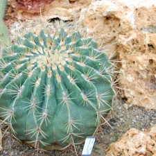 Ferocactus carasacanthus