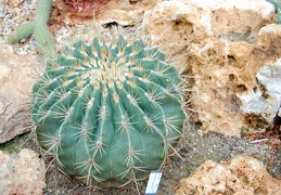 Ferocactus carasacanthus