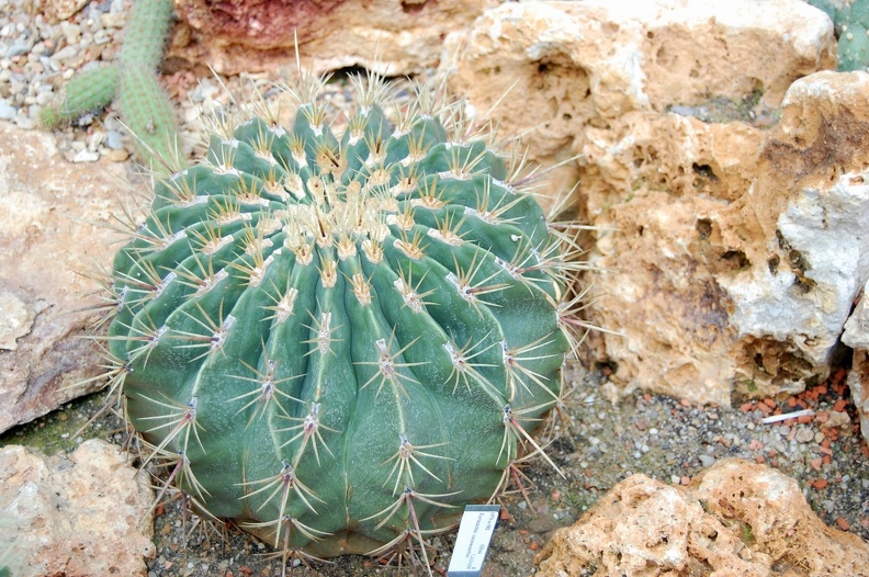 Ferocactus_carasacanthus.jpg