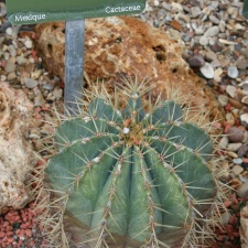 Ferocactus flavovirens