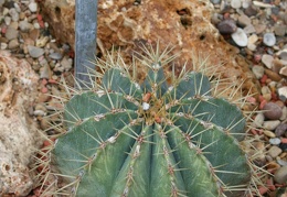 Ferocactus flavovirens