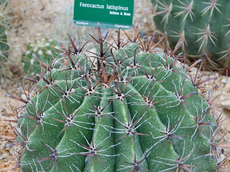 Ferocactus latispinus