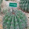 Ferocactus latispinus