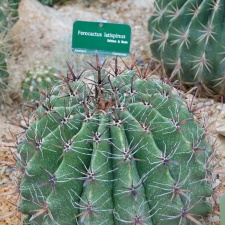 Ferocactus latispinus