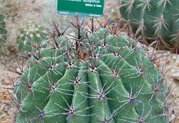 Ferocactus latispinus